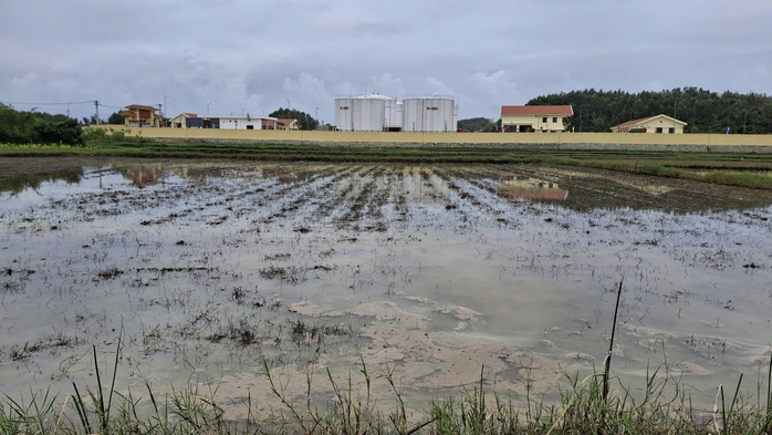 Sự cố tr&agrave;n dầu ở Quảng Ng&atilde;i khiến c&aacute; chết h&agrave;ng loạt - Ảnh 2.