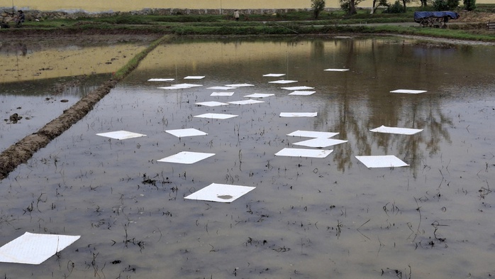 Sự cố tr&agrave;n dầu ở Quảng Ng&atilde;i khiến c&aacute; chết h&agrave;ng loạt - Ảnh 3.