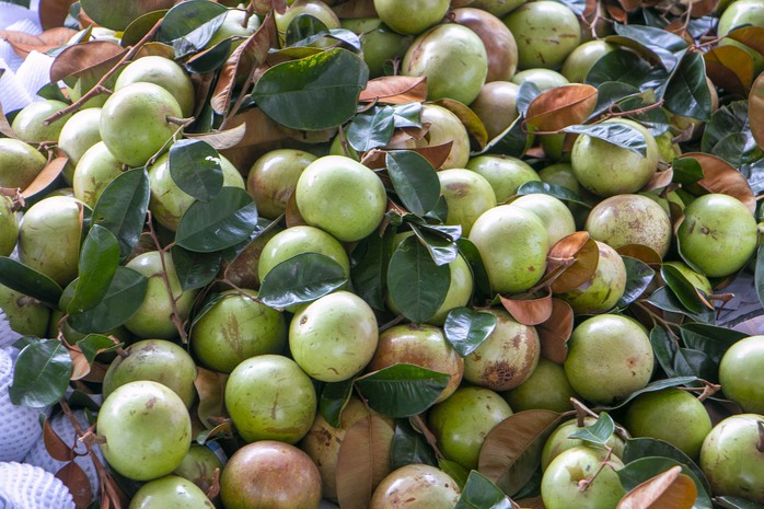 Trồng v&uacute; sữa một vụ, n&ocirc;ng d&acirc;n l&atilde;i hơn 200 triệu đồng/ha - Ảnh 1.