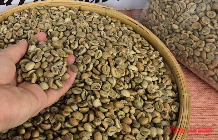 Gi&aacute; c&agrave; ph&ecirc; h&ocirc;m nay 28 - 12: Tăng mạnh Về s&aacute;t mốc 100 . 000 Đồng / kg - Ảnh 2.