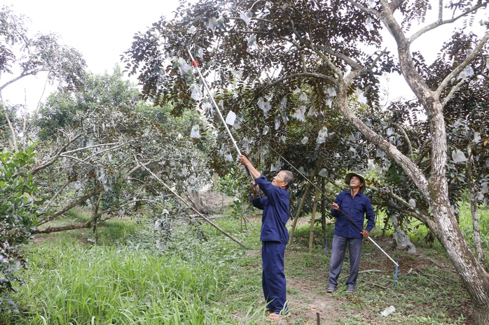 Trồng v&uacute; sữa một vụ, n&ocirc;ng d&acirc;n l&atilde;i hơn 200 triệu đồng/ha - Ảnh 3.