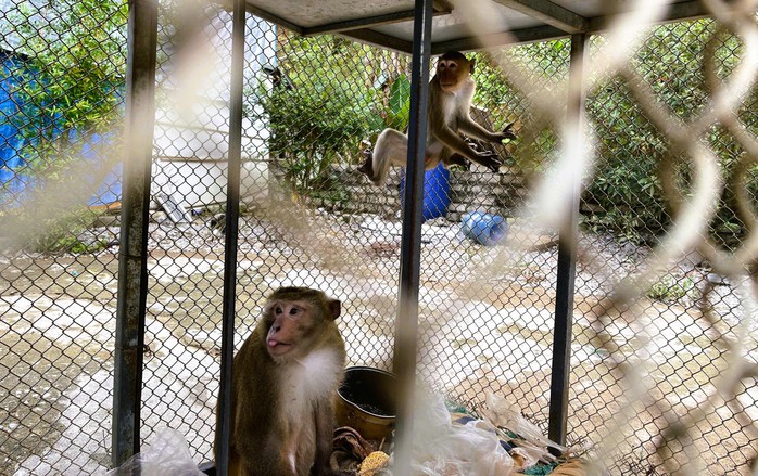 Người d&acirc;n giao nộp 2 c&aacute; thể động vật qu&yacute; hiếm thuộc nh&oacute;m IIB - Ảnh 1.