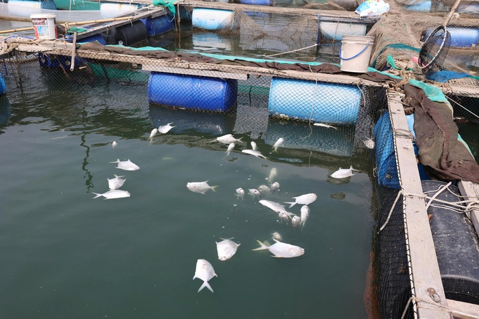 TPHCM: C&aacute; nu&ocirc;i lồng b&egrave; chết trắng tr&ecirc;n s&ocirc;ng Ch&agrave; V&agrave; - Ảnh 1.