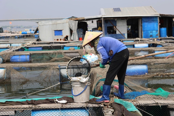 TPHCM: C&aacute; nu&ocirc;i lồng b&egrave; chết trắng tr&ecirc;n s&ocirc;ng Ch&agrave; V&agrave; - Ảnh 2.