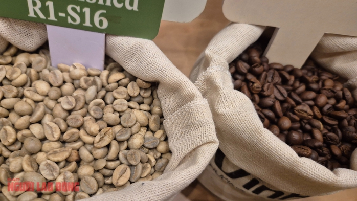 Giá cà phê hôm nay 3 - 12: Xu hướng giảm giá liên tục và tác động đến nông dân - Ảnh 2.