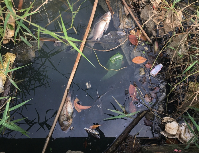 Nhiều người dân ở Tây Ninh bức xúc với dòng kênh nước đen hôi thối - Ảnh 3.