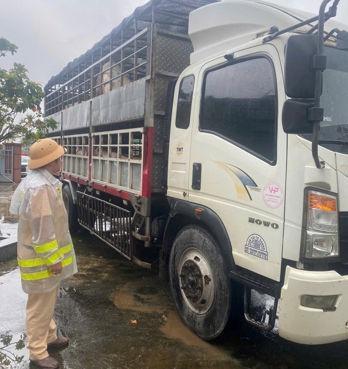 Phát hiện 2 ô tô tải chở 7,2 tấn heo nghi nhiễm dịch tả heo châu Phi - Ảnh 1.