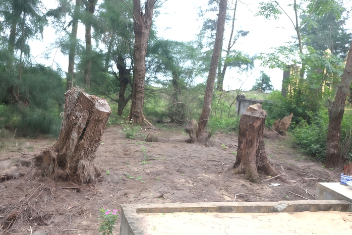 Ai đang &ldquo;bức tử&rdquo; rừng phi lao ven biển Quảng Trị? - Ảnh 1.