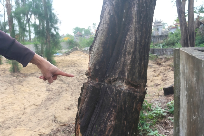 Ai đang &ldquo;bức tử&rdquo; rừng phi lao ven biển Quảng Trị? - Ảnh 2.