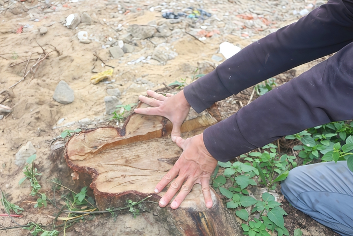 Ai đang &ldquo;bức tử&rdquo; rừng phi lao ven biển Quảng Trị? - Ảnh 4.