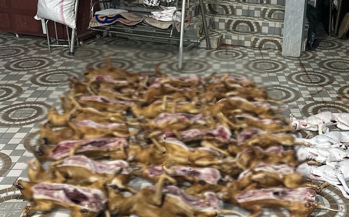 Lật tẩy b&iacute; mật b&ecirc;n trong l&ograve; giết mổ ch&oacute; ở TP Đ&agrave; Nẵng - Ảnh 1.