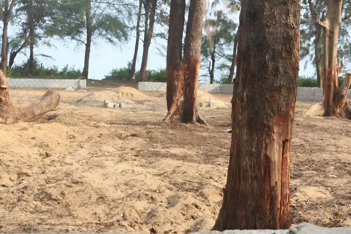 Ai đang &ldquo;bức tử&rdquo; rừng phi lao ven biển Quảng Trị? - Ảnh 3.