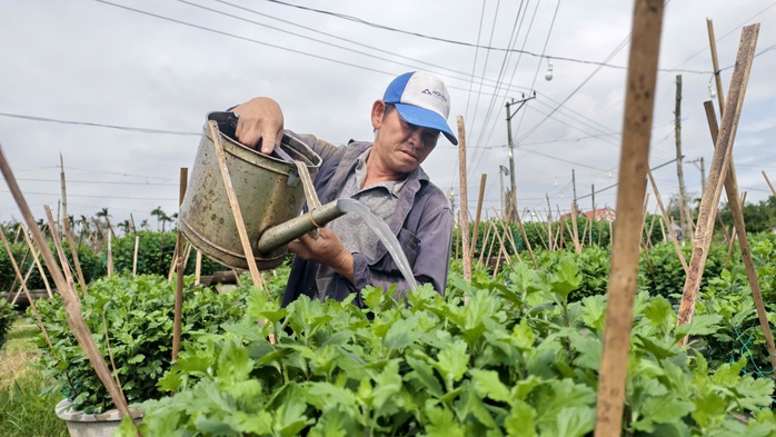 “Thủ phủ” hoa cúc miền Trung đứng ngồi không yên vì thời tiết thất thường - Ảnh 3.
