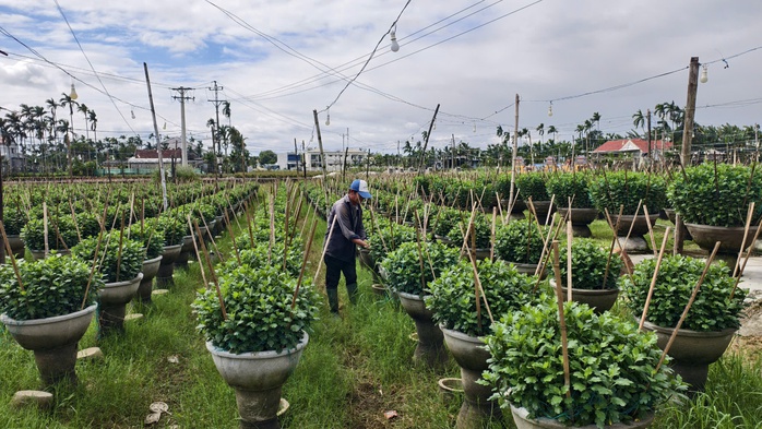 “Thủ phủ” hoa cúc miền Trung đứng ngồi không yên vì thời tiết thất thường - Ảnh 2.