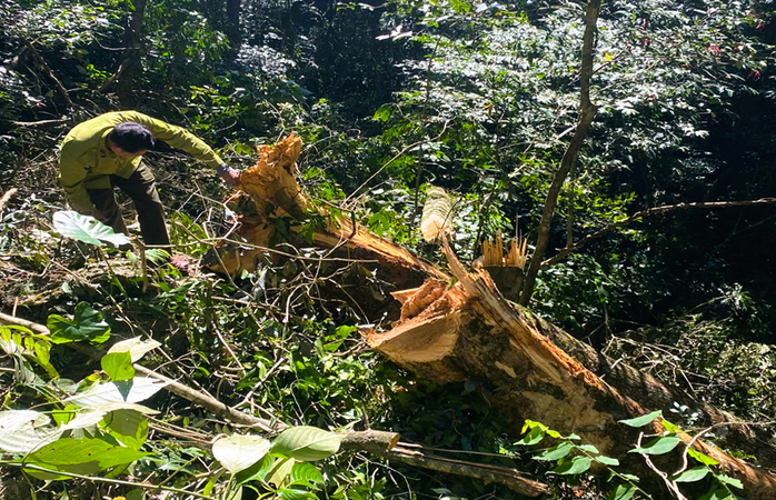 Điều tra vụ chặt hạ 3 cây gỗ quý trong rừng đặc dụng ở Thanh Hóa - Ảnh 1.