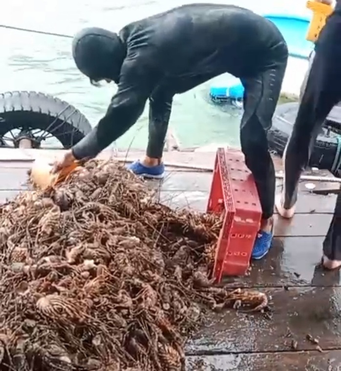 Người nuôi tôm hùm kiệt quệ sau lũ lụt - Ảnh 2.