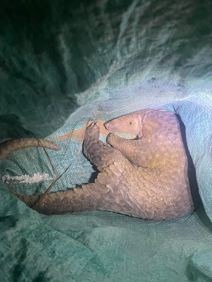 Bắt được con tê tê qúy hiếm tại Đắk Lắk , động vật trong sách đỏ - Ảnh 2. Bắt được con tê tê qúy hiếm tại Đắk Lắk , động vật trong sách đỏ - Ảnh 2.