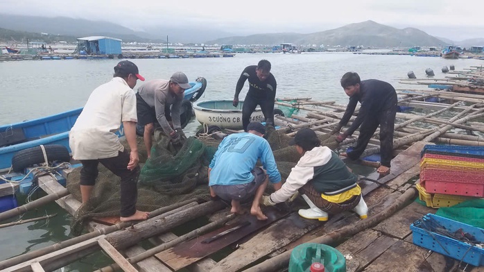 Người nuôi tôm hùm kiệt quệ sau lũ lụt - Ảnh 4.