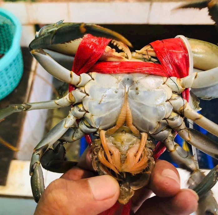 Tuyệt chiêu chọn cua cốm Cà Mau - Ảnh 1.