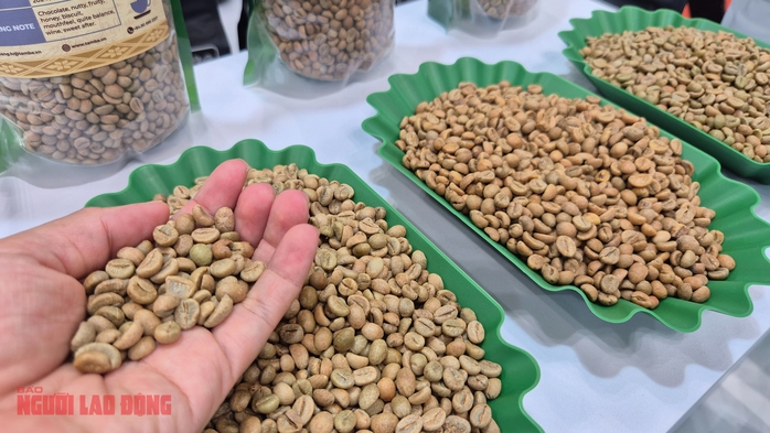 Giá cà phê hôm nay 8-12: Động thái lạ của khối ngoại - Ảnh 1.