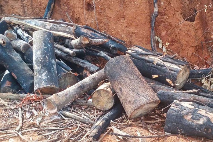 - Ảnh 1. - Ảnh 1.