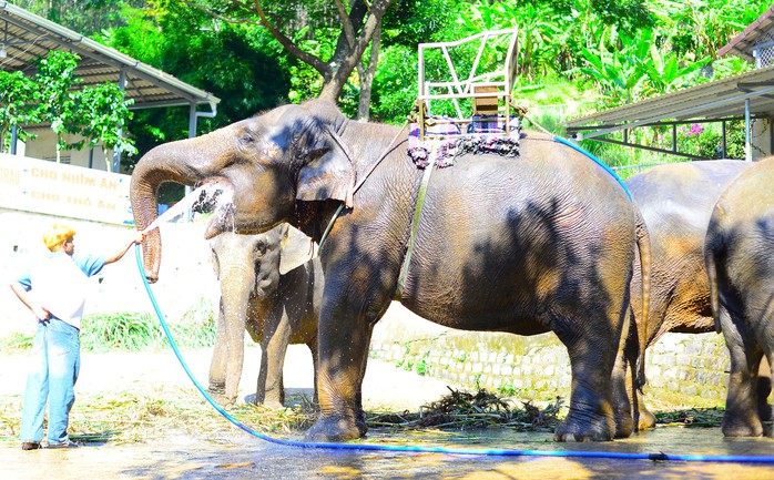 Người duy nhất ở Lâm Đồng sở hữu cặp hổ, làm "cà phê voi"- Ảnh 2. Người duy nhất ở Lâm Đồng sở hữu cặp hổ, làm "cà phê voi"- Ảnh 2.