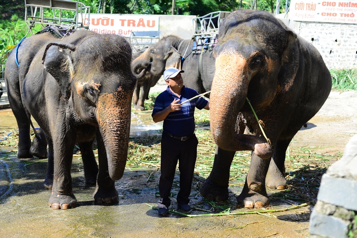 Người duy nhất ở Lâm Đồng sở hữu cặp hổ, làm "cà phê voi"- Ảnh 1. Người duy nhất ở Lâm Đồng sở hữu cặp hổ, làm "cà phê voi"- Ảnh 1.