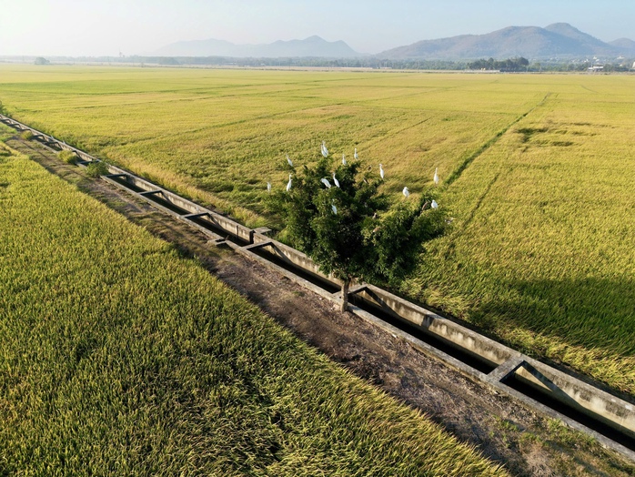 Đổ xô săn ảnh đẹp giữa cánh đồng lúa “có một không hai” ở Bà Rịa- Vũng Tàu - Ảnh 6. Đổ xô săn ảnh đẹp giữa cánh đồng lúa “có một không hai” ở Bà Rịa- Vũng Tàu - Ảnh 6.