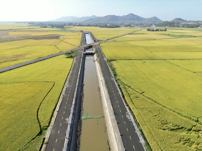 Đổ xô săn ảnh đẹp giữa cánh đồng lúa “có một không hai” ở Bà Rịa- Vũng Tàu - Ảnh 3. Đổ xô săn ảnh đẹp giữa cánh đồng lúa “có một không hai” ở Bà Rịa- Vũng Tàu - Ảnh 3.