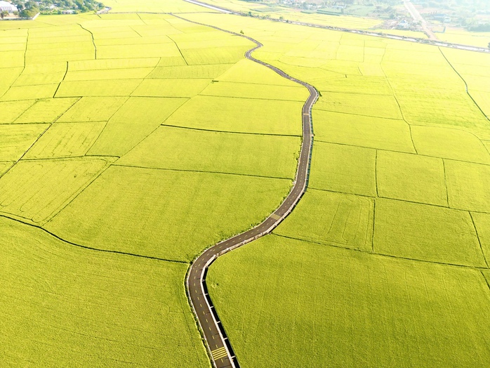 Đổ xô săn ảnh đẹp giữa cánh đồng lúa “có một không hai” ở Bà Rịa- Vũng Tàu - Ảnh 4. Đổ xô săn ảnh đẹp giữa cánh đồng lúa “có một không hai” ở Bà Rịa- Vũng Tàu - Ảnh 4.