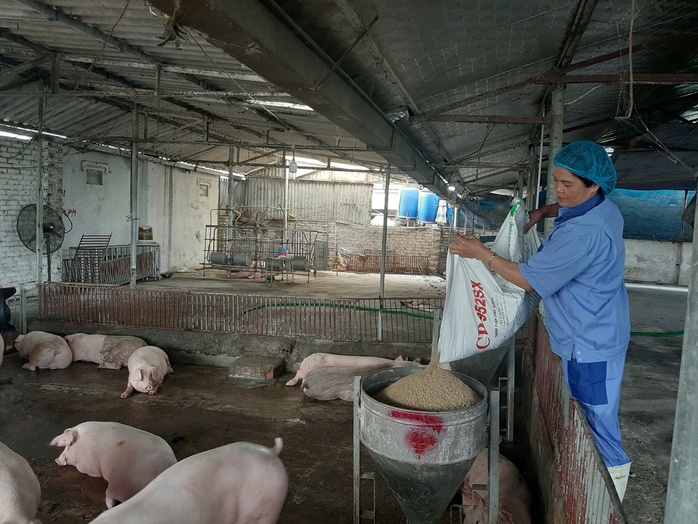 Giá heo hơi tăng cao sau Tết, khan hàng về chợ đầu mối- Ảnh 1. Giá heo hơi tăng cao sau Tết, khan hàng về chợ đầu mối- Ảnh 1.