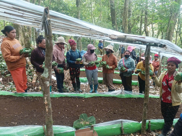 Dân nghèo rủ nhau lên xã nhận sâm Ngọc Linh về trồng- Ảnh 3. Dân nghèo rủ nhau lên xã nhận sâm Ngọc Linh về trồng- Ảnh 3.