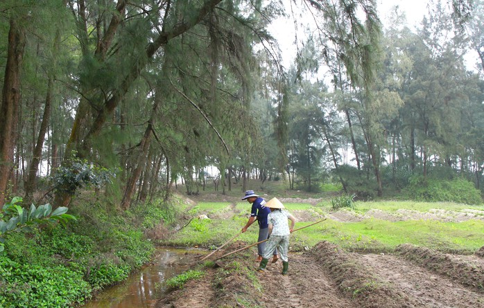 Dựng v&agrave;nh đai xanh ven biển- Ảnh 2.