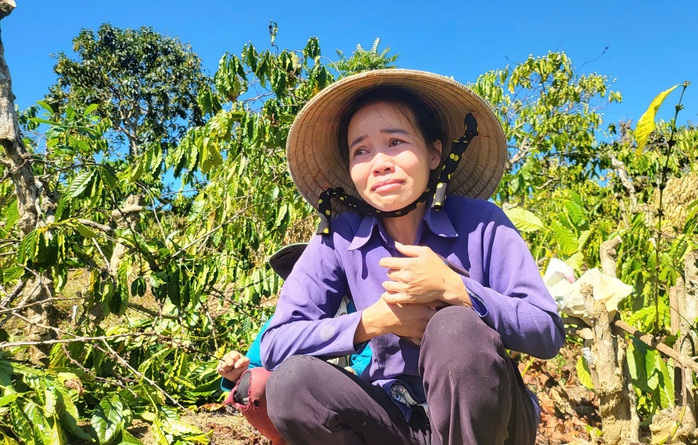 Người phụ nữ khóc ngất bên vườn cà phê bị triệt hạ- Ảnh 1. Người phụ nữ khóc ngất bên vườn cà phê bị triệt hạ- Ảnh 1.