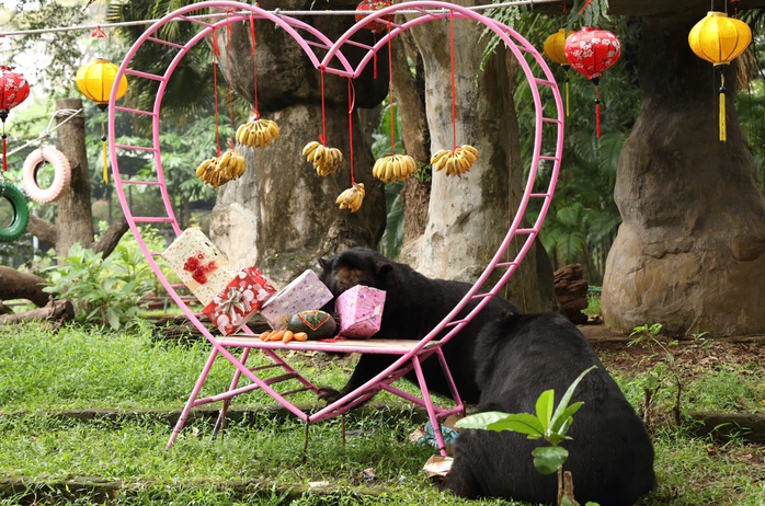 Gấu Misa và Misi tại Thảo Cầm Viên: 30 năm bên nhau, chưa một lần rời xa- Ảnh 1. Gấu Misa và Misi tại Thảo Cầm Viên: 30 năm bên nhau, chưa một lần rời xa- Ảnh 1.