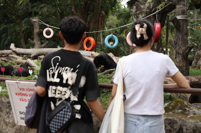 Gấu Misa và Misi tại Thảo Cầm Viên: 30 năm bên nhau, chưa một lần rời xa- Ảnh 2. Gấu Misa và Misi tại Thảo Cầm Viên: 30 năm bên nhau, chưa một lần rời xa- Ảnh 2.