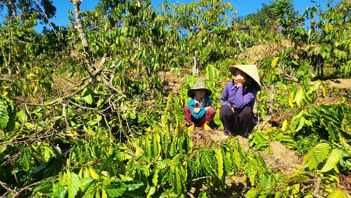 Người phụ nữ khóc ngất bên vườn cà phê bị triệt hạ- Ảnh 3. Người phụ nữ khóc ngất bên vườn cà phê bị triệt hạ- Ảnh 3.