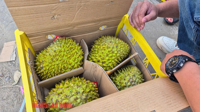 Thị trường sầu riêng vẫn rối- Ảnh 1. Thị trường sầu riêng vẫn rối- Ảnh 1.