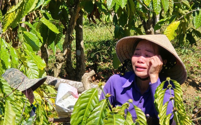 Anh rể phá vườn cà phê để em vợ... cho quan hệ tình cảm?- Ảnh 4. Anh rể phá vườn cà phê để em vợ... cho quan hệ tình cảm?- Ảnh 4.