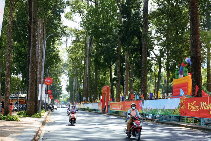 Những cổ thụ ở TP HCM: Chứng nhân lịch sử của đô thị sầm uất- Ảnh 5. Những cổ thụ ở TP HCM: Chứng nhân lịch sử của đô thị sầm uất- Ảnh 5.