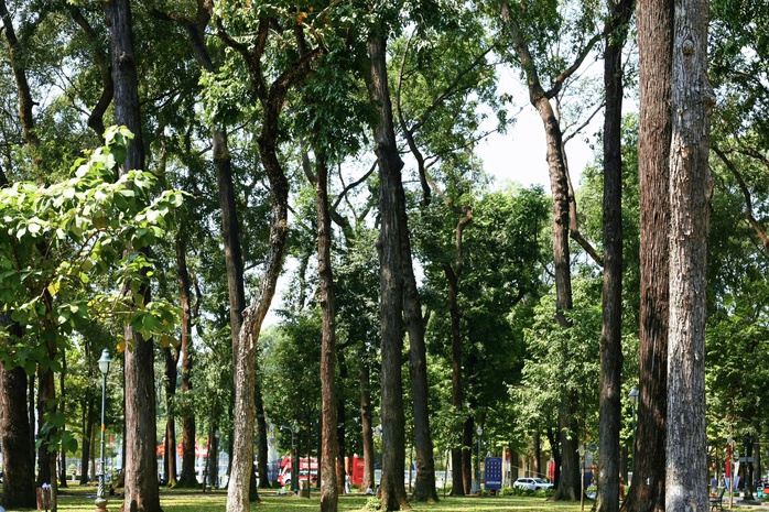 Những cổ thụ ở TP HCM: Chứng nhân lịch sử của đô thị sầm uất- Ảnh 3. Những cổ thụ ở TP HCM: Chứng nhân lịch sử của đô thị sầm uất- Ảnh 3.