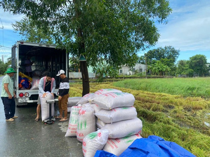 Thu hoạch lúa ST25 hướng hữu cơ vụ đông xuân tại xã Hưng Long, huyện Bình Chánh Thu hoạch lúa ST25 hướng hữu cơ vụ đông xuân tại xã Hưng Long, huyện Bình Chánh
