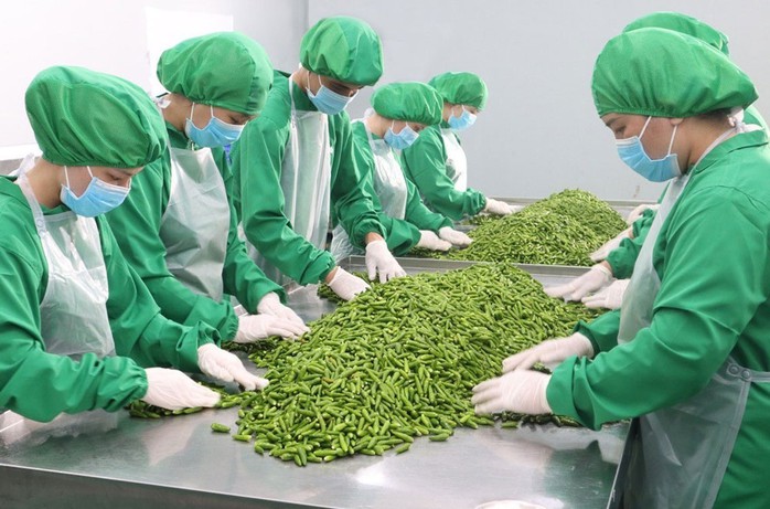 Tuyển chọn nguyên liệu tại nhà máy Dh Foods ở KCN Lê Minh Xuân, TP HCM. Ảnh: AN NA Tuyển chọn nguyên liệu tại nhà máy Dh Foods ở KCN Lê Minh Xuân, TP HCM. Ảnh: AN NA