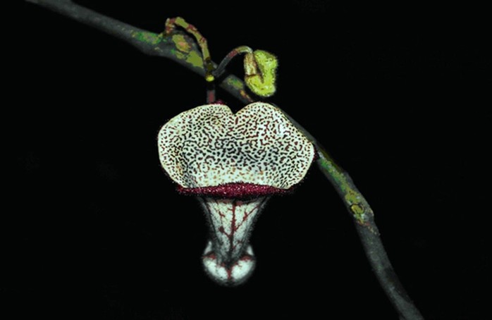 Hoa Aristolochia xuanlienensis, loài mới được phát hiện ở Vườn Quốc gia Xuân Liên Hoa Aristolochia xuanlienensis, loài mới được phát hiện ở Vườn Quốc gia Xuân Liên
