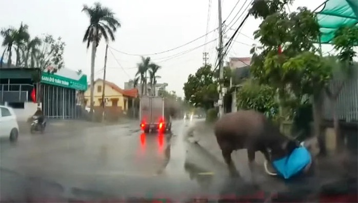 Trâu "điên" gây náo loạn đường phố, húc nhiều người- Ảnh 2. Trâu "điên" gây náo loạn đường phố, húc nhiều người- Ảnh 2.