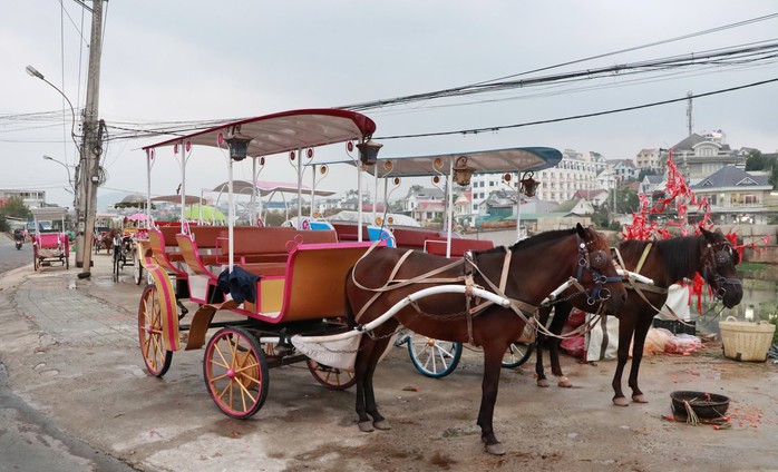 Đà Lạt: Xe ngựa du lịch ngừng chạy ở hồ Xuân Hương- Ảnh 1. Đà Lạt: Xe ngựa du lịch ngừng chạy ở hồ Xuân Hương- Ảnh 1.