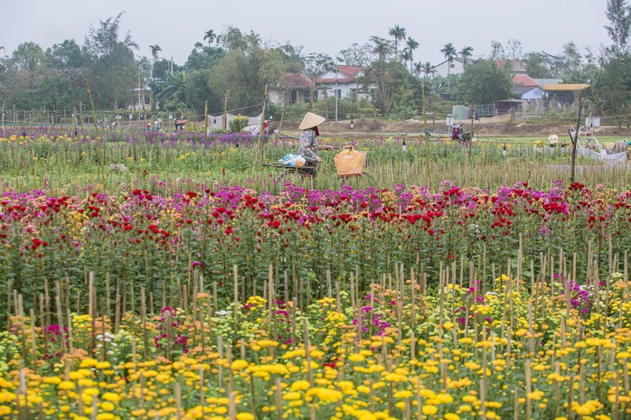 Cuộc thi viết "Tết thời số": Bức tranh xuân trên cánh đồng hoa Dương Nỗ- Ảnh 3. Cuộc thi viết "Tết thời số": Bức tranh xuân trên cánh đồng hoa Dương Nỗ- Ảnh 3.