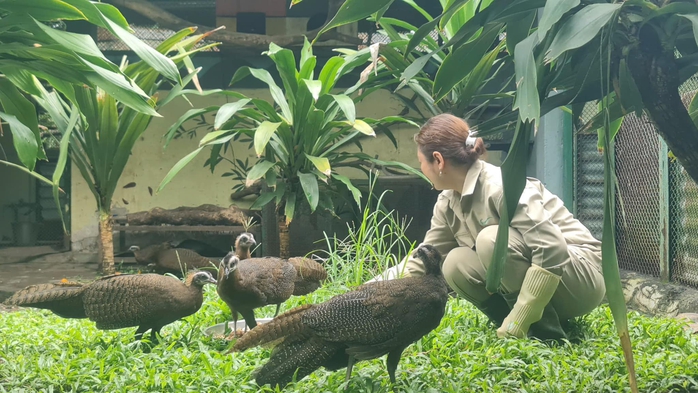Vì sao Trĩ sao trở thành biểu tượng của Thảo Cầm Viên?- Ảnh 6. Vì sao Trĩ sao trở thành biểu tượng của Thảo Cầm Viên?- Ảnh 6.