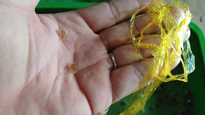 Tuyệt chiêu đếm cua, xem qua không khỏi ngỡ ngàng - Ảnh 3. Tuyệt chiêu đếm cua, xem qua không khỏi ngỡ ngàng - Ảnh 3.