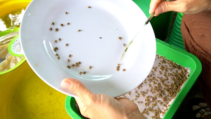 Tuyệt chiêu đếm cua, xem qua không khỏi ngỡ ngàng - Ảnh 5. Tuyệt chiêu đếm cua, xem qua không khỏi ngỡ ngàng - Ảnh 5.